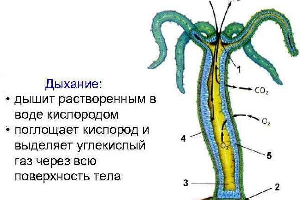 Кракен не работает тор