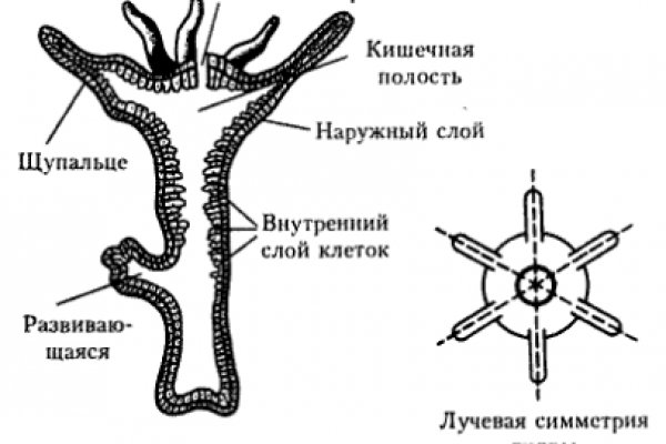 Как зайти на кракен с телефона